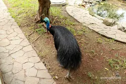 taman burung tmii jakarta