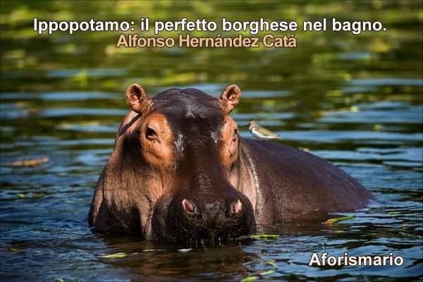 Aforismario Aforismi Frasi E Citazioni Sugli Ippopotami