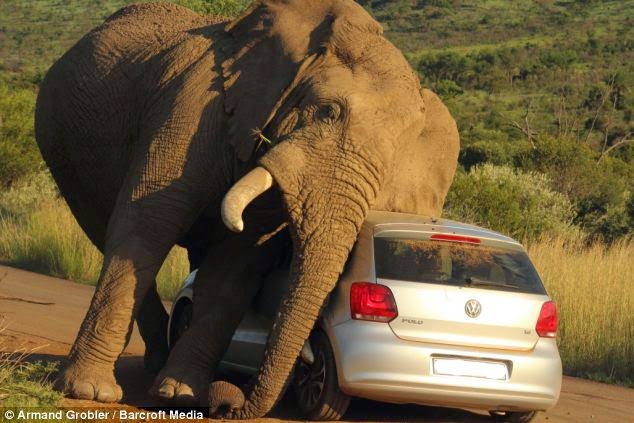 ELEPHANT FALLS IN LOVE WITH A CAR