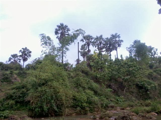 Pepohonan Siwalan/Lontar dipinggiran air terjun Banyu Langsih.