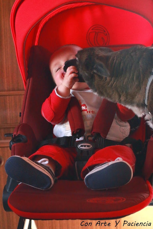 tierna,amistad,friendship,bebe,baby,perro,perrito,dog,doggy,ternura,preciosas,graciosas,fotos,entre,perrita,niño,pequeño,padres,mascotas,perros,pets,parents,risas,sonrisas,alegría,ventajas,happines,advantages,smile