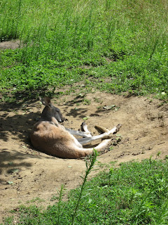 кенгуру в ровенском зоопарке