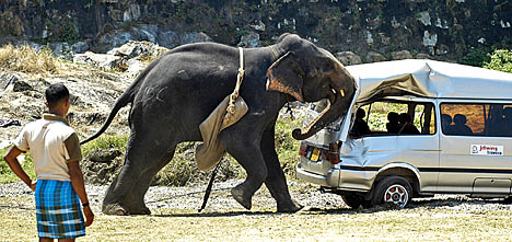 021Elephant1DM_468x221.jpg