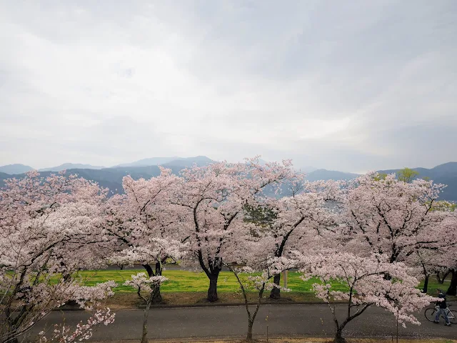 松本　城山公園　桜