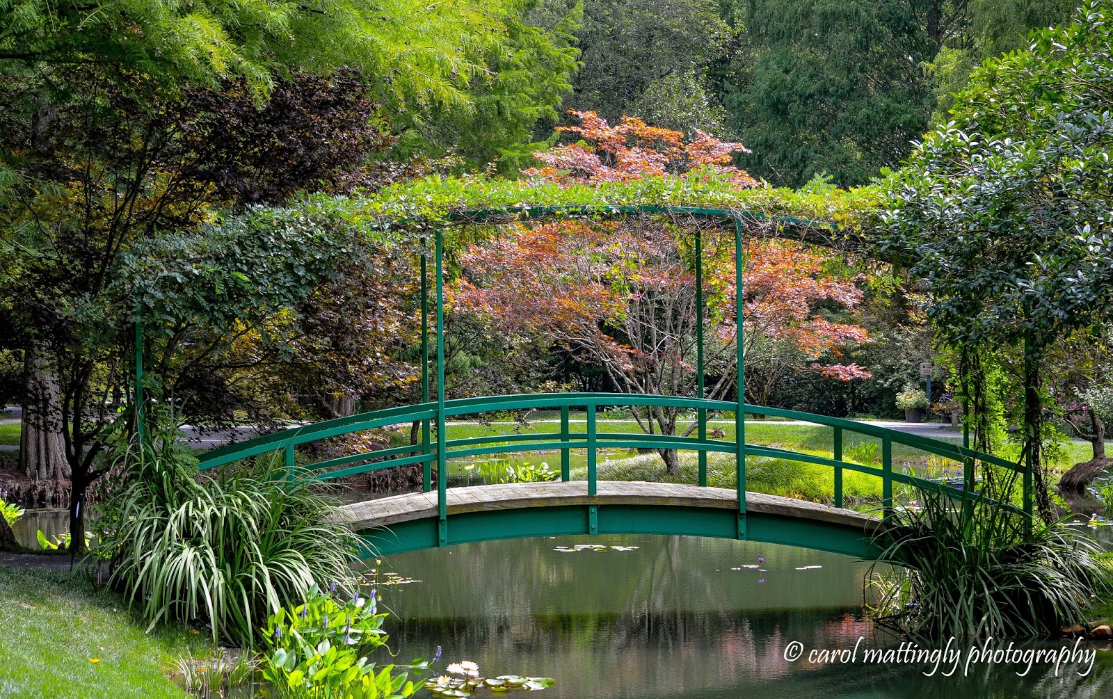 Carol Mattingly Photography Bridge at Giverny