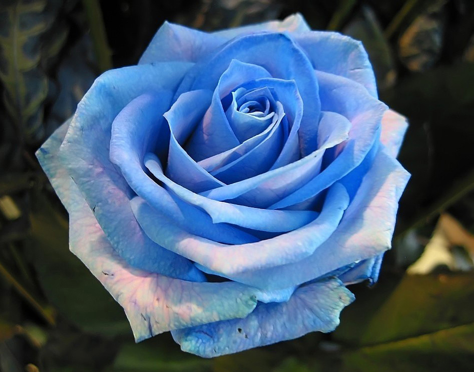Biología y Geología en el IES Valle de Leiva La rosa azul por ingeniería genética Biología y Geología en el IES Valle de Leiva La rosa azul por ingeniería genética