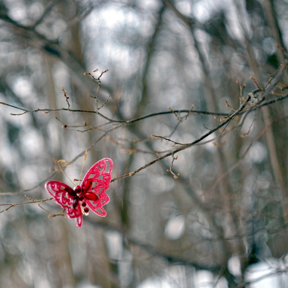 Surprised a butterfly in the winter woods