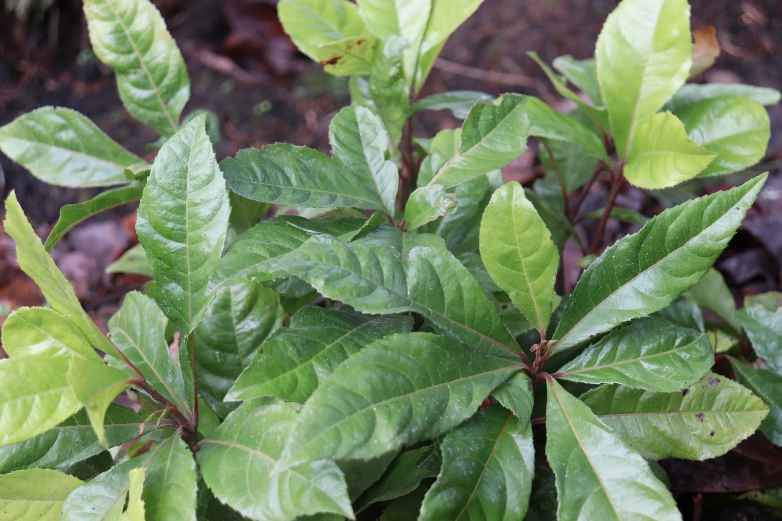 Plant Blog Week 21 Euonymus Fortunei Silver Queen