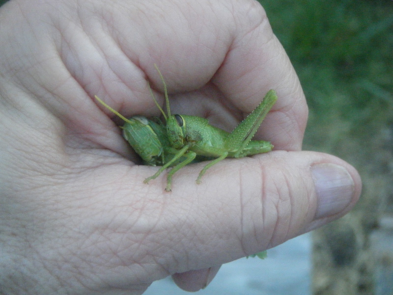 Windy Acres Diary Comfrey, and Chickens