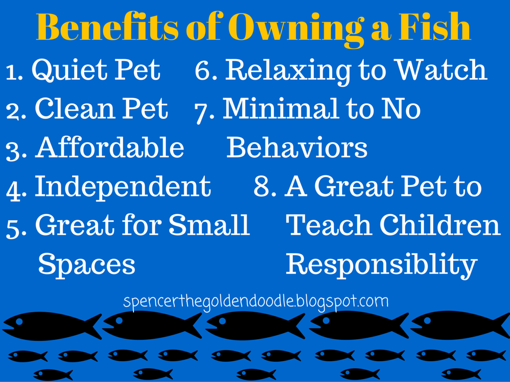 Spencer the Goldendoodle Benefits of Owning a Fish and Starting Your Own Aquarium APIfish