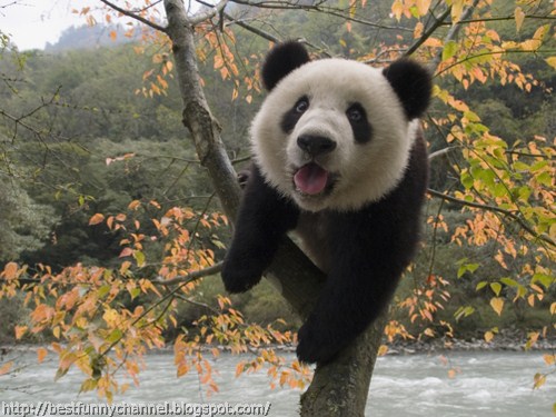 panda bears pictures 41