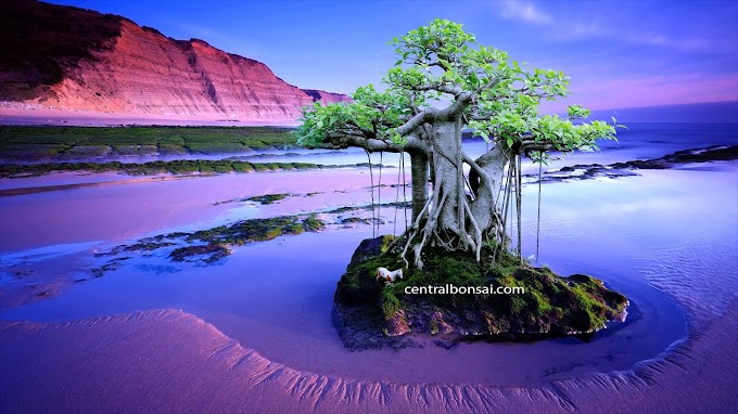 Aneka Macam Jenis Bonsai Beserta Harganya