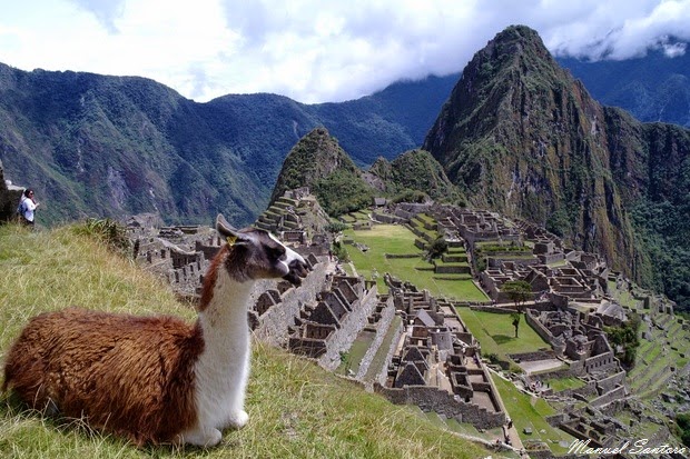 Machu Picchu, un simpatico abitante Machu Picchu, lama