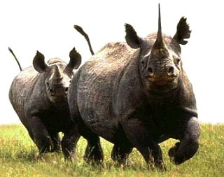 Rinoceronte Foto de rinocerontes grandes en el campo