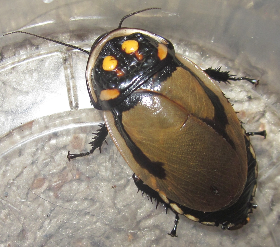 Lucihormetica grossei (Mega Glowspot Roach) - Cockroach Photo Gallery