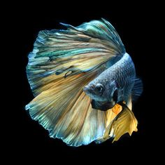 fish images