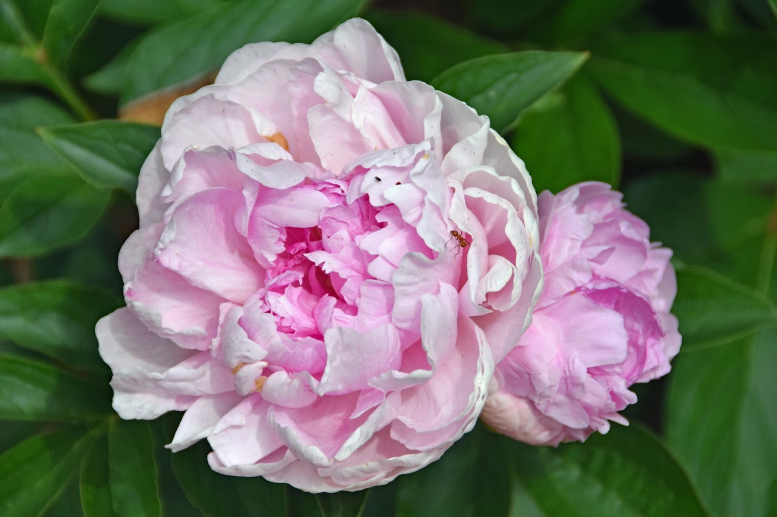 Southern Peony 2017 Peony Bloom Clusters Late Season