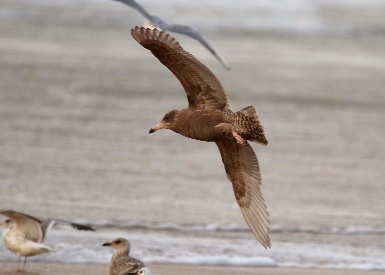 Pembrokeshire Birds Glaucous Gull and Glaucous x Herring Gull hybrid