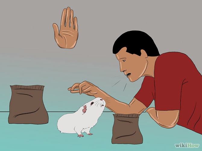 Lovely Cute Pets How to Train Your Guinea Pig