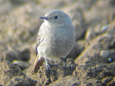 Black Redstart (Neatishead)