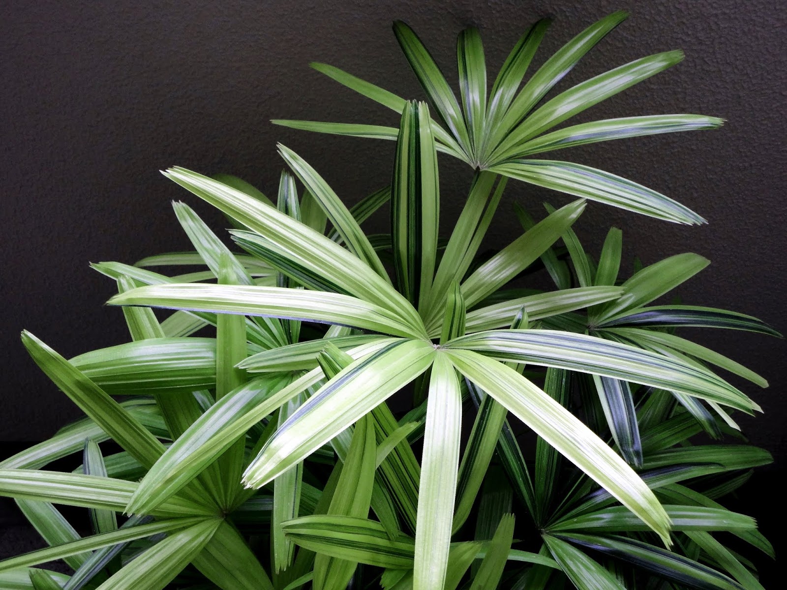 観音竹について