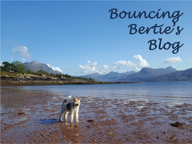 Bouncing Bertie's Blog