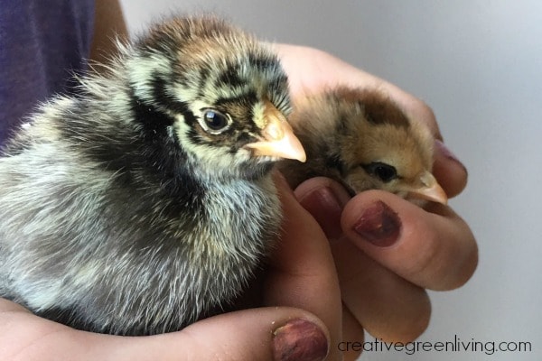 a beginner's guide to raising baby chicks