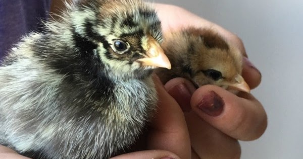 Raising Baby Chicks for Beginners | Creative Green Living