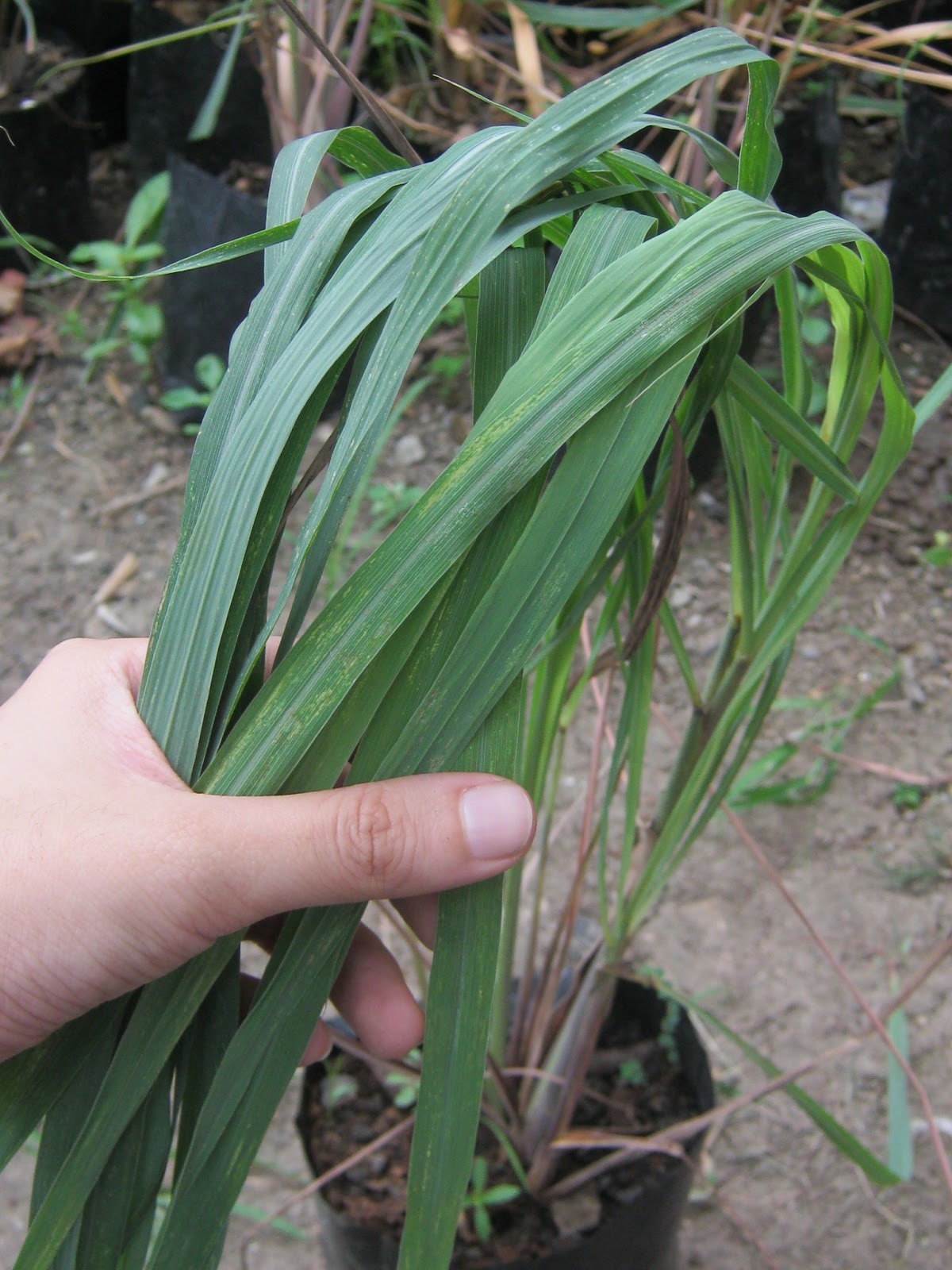 Herbal and Herbs in Personal Care Aloe Vera, Mints and