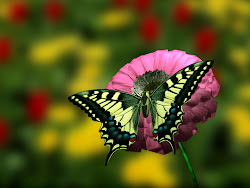 flowers desktop wallpapers flower 3d butterfly