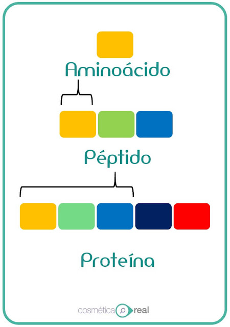 Barrera de la piel: Dermis, implicaciones cosméticas 