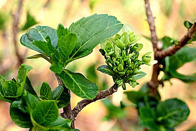 planta com folhas verdes e brotos