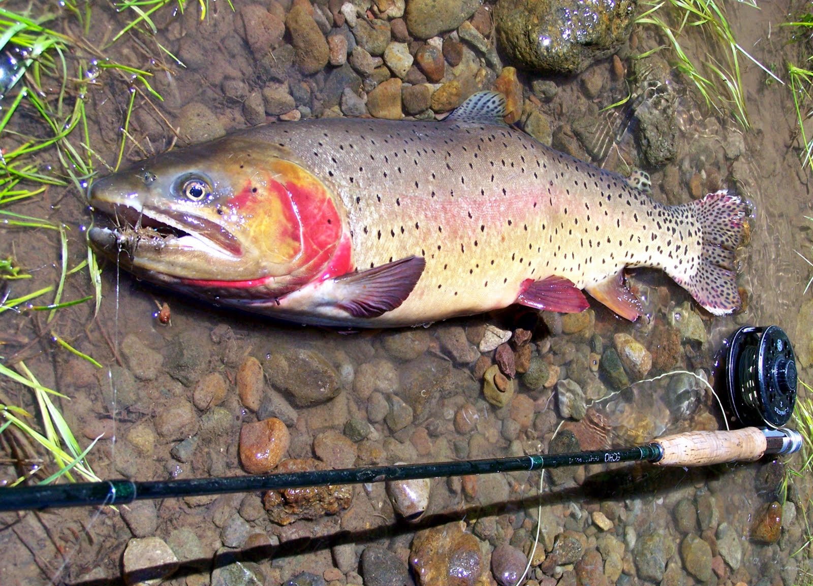 Fly Fishing In Yellowstone National Park Worth The Walk