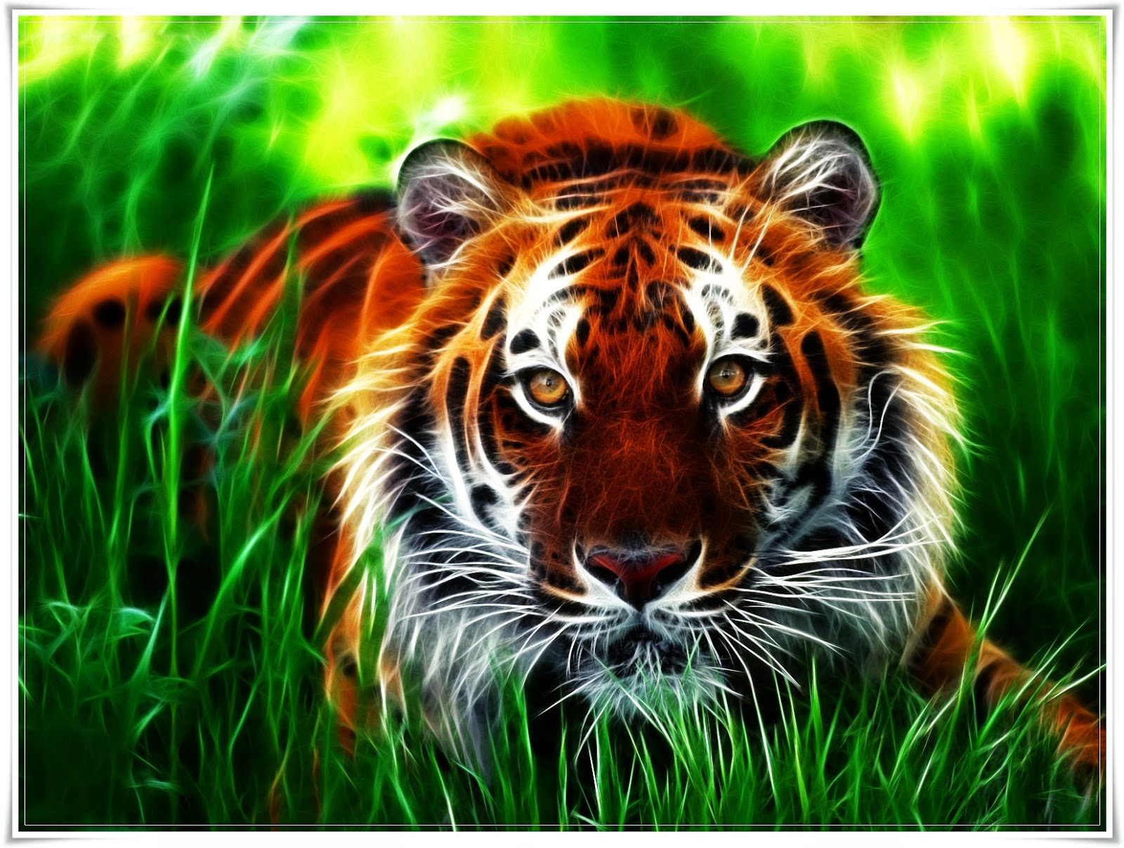 Mewarnai Gambar Harimau  Mewarnai Gambar