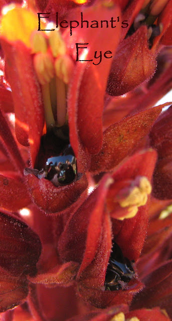 Melianthus major nectar