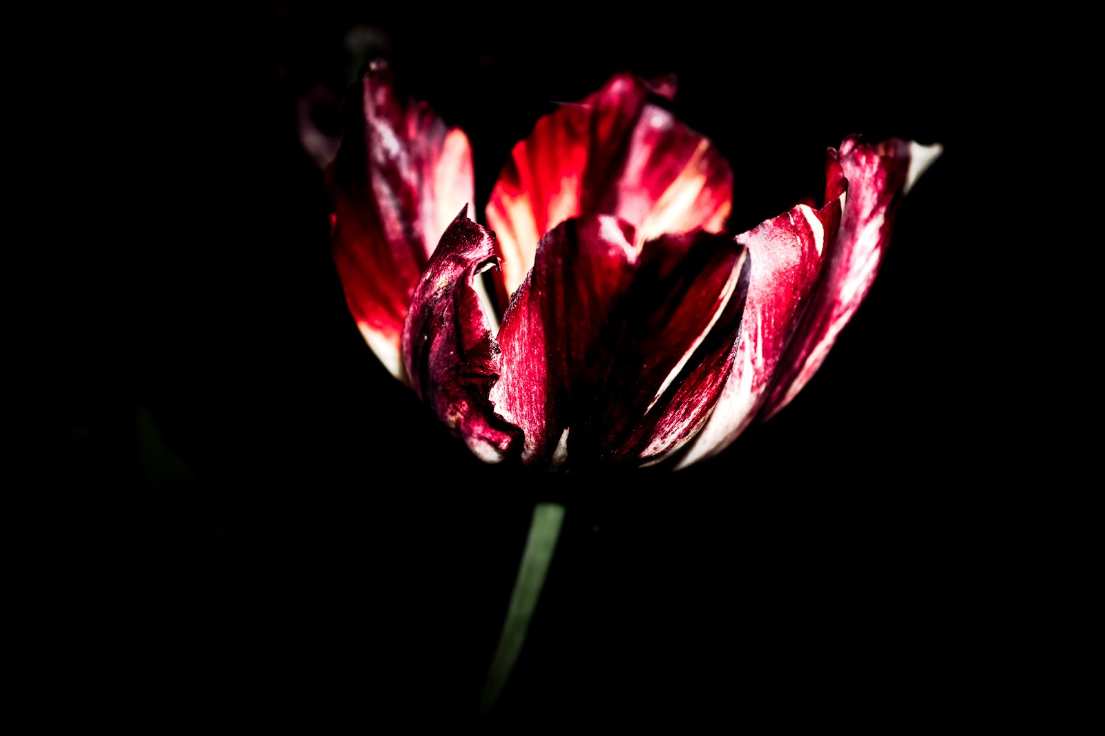 Erwin Acke Fotografie Mourning flowers