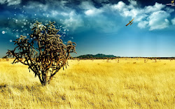 desktop wallpapers resolution computer notebook