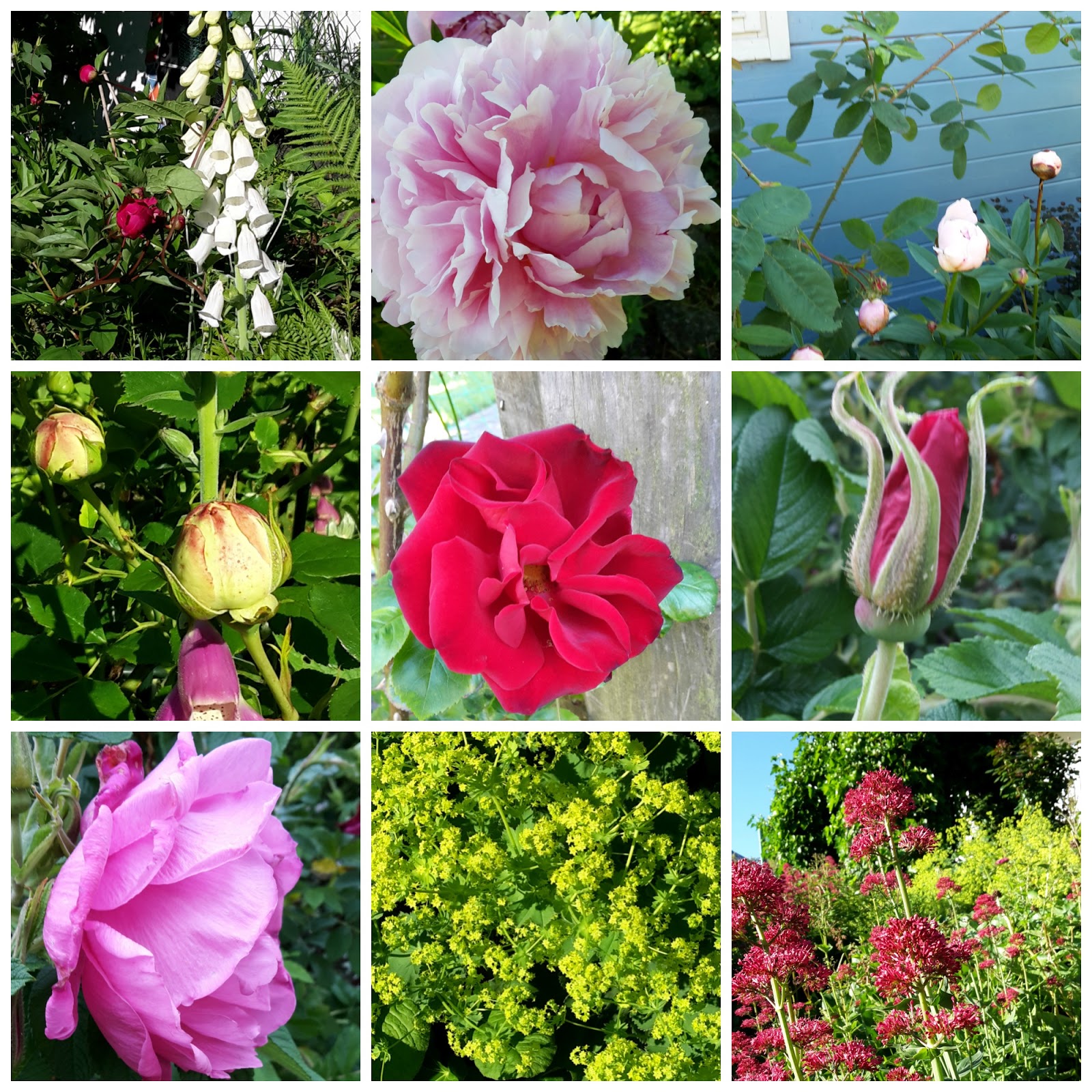 Kirmeskuchen Junglekey De Bilder