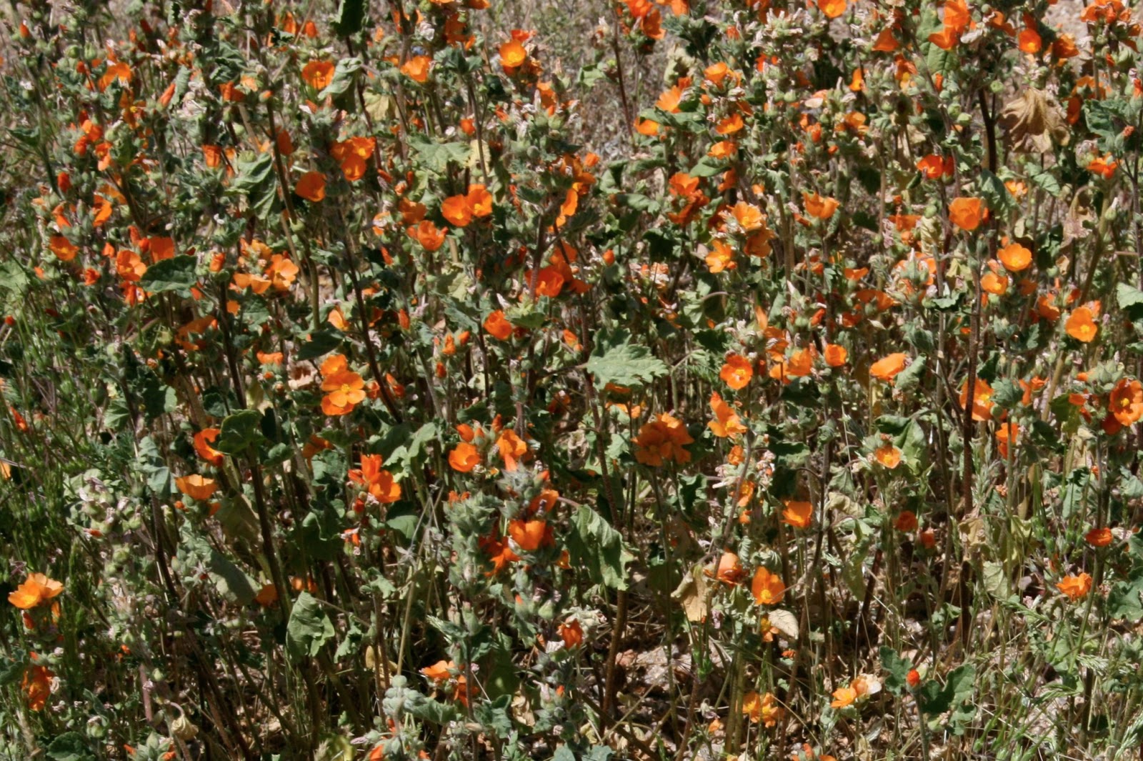 Walking Arizona Globe Mallow Weed or Wildflower?