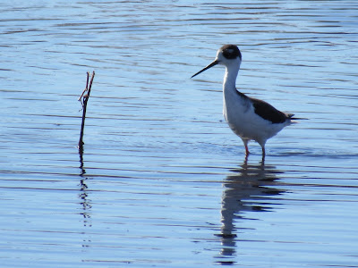 Black-necked Stilt