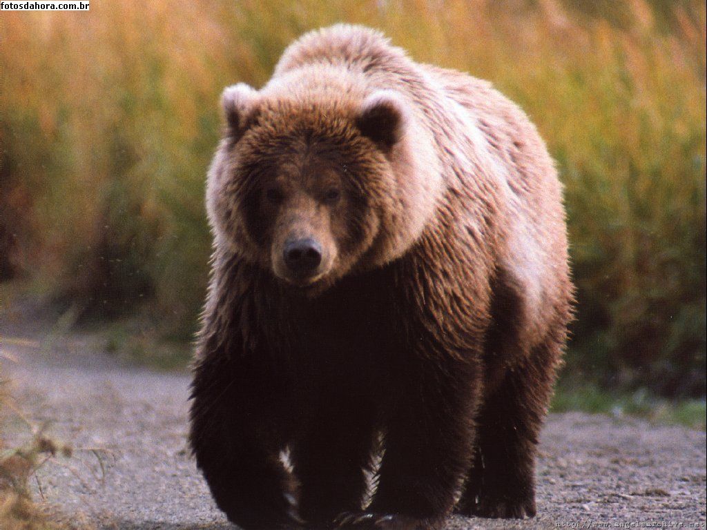 Curiosidade Animal urso pardo Curiosidade Animal urso pardo