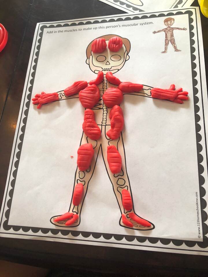 A Wise Woman Builds Her Home Fun Homeschool Project Human Body Play A Wise Woman Builds Her Home Fun Homeschool Project Human Body Play