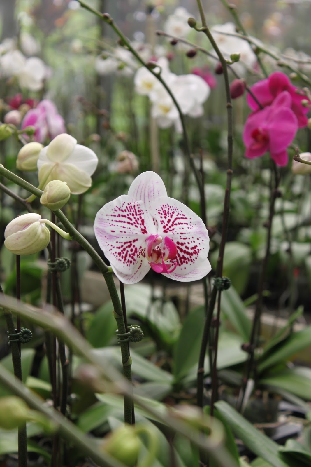 Main Street Florist Hawaii Orchid Nursery Tour