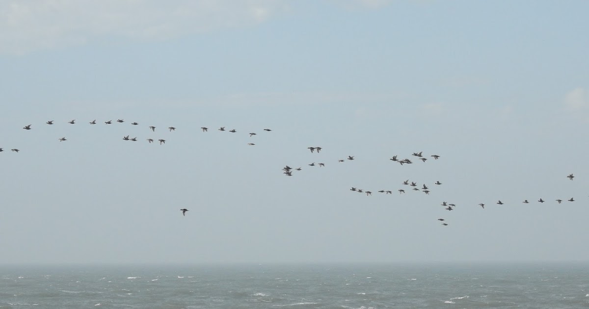 Bev's Nature Blog Point Lepreau Bird Observatory