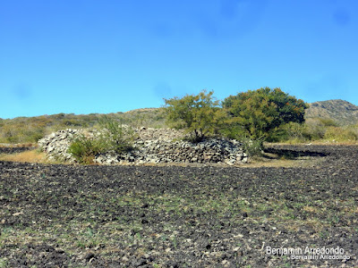 Abundantes coecillos encontramos por las faldas de la Sierra de Codornices en Salamanca, Guanajuato. Noticias en tiempo real