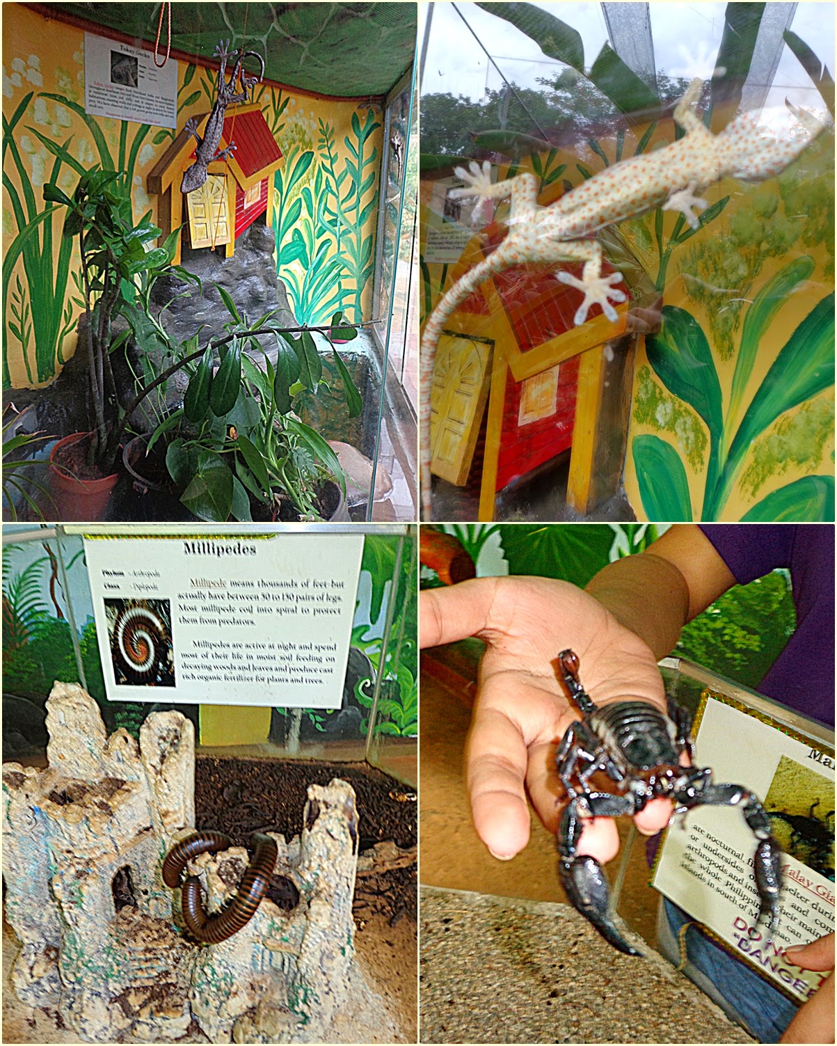 FreeSpirited Vixen ^_^ Palawan Butterfly Ecological Garden and Tribal