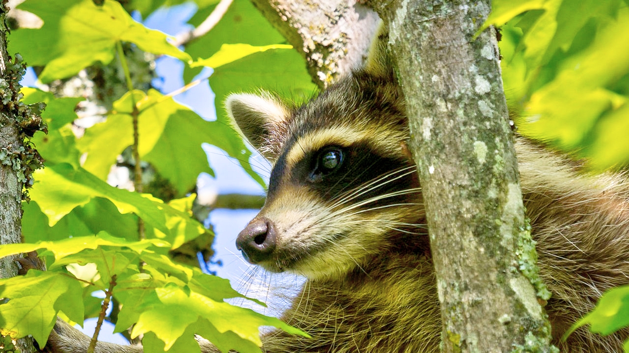 Backyard Birding and Nature World s Laziest Raccoon Backyard Birding and Nature World s Laziest Raccoon