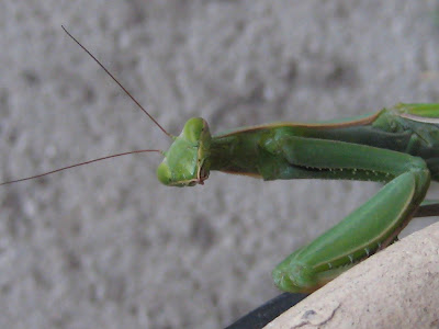 mantis praying smiley