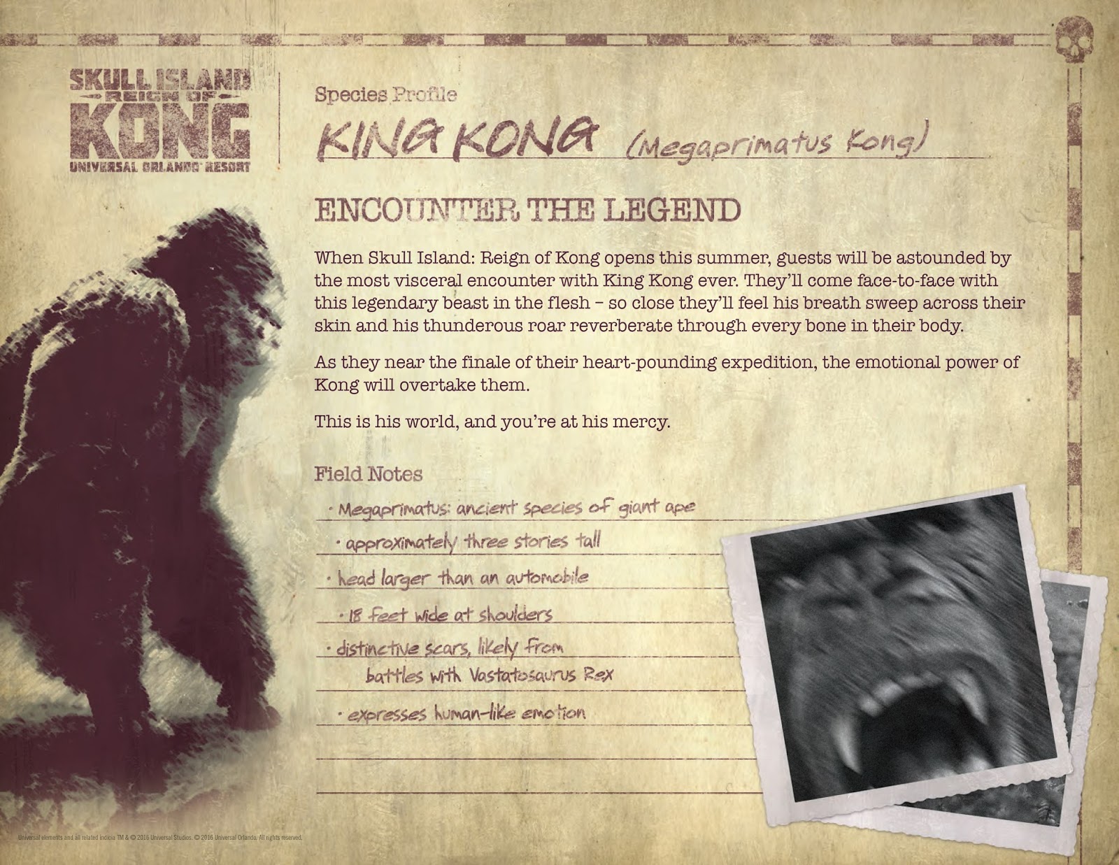 2005 dvd cover обложка. Kong перевод. конг остров черепа monarch. Kong перевод. кинг конг.