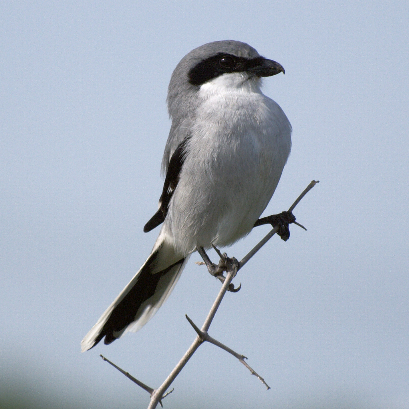 Animals World: beautiful images of animal shrike bird gallery
